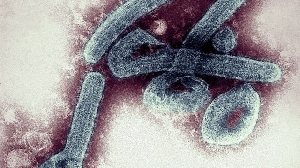 Marburg virus disease