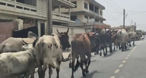 From bustling streets to serene neighbourhoods, the sight of these cattle roaming unchecked has become distressingly common, leaving a trail of devastation in their wake