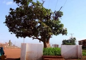 felled Anokye Cola Tree