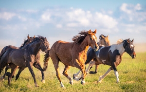 Horses playing