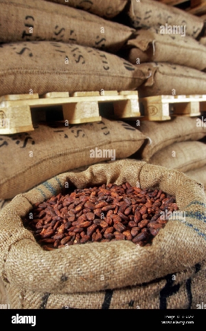 Cocoa sacks