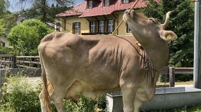 Antonio J Osuna Mascaró (Pic): Veronika, a Swiss brown cow living in Austria