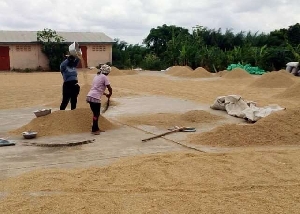 Rice farmers in the north