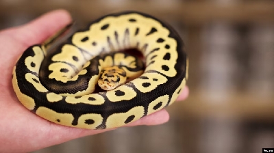 A snake can be seen at Pythonism, a pet store, that offers customers an opportunity to enjoy the company of snakes while sipping coffee