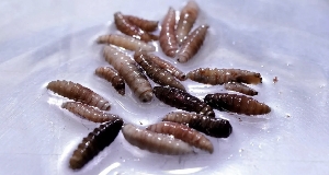 Reuters (Pic): An outbreak of New World Screworm has been confirmed in Central America and Mexico