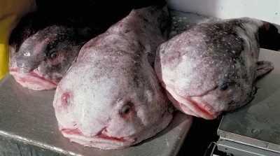 Getty Images (Pic): It's an underdog victory for the blobfish, which once burst into mainstream notoriety as the world's ugliest animal