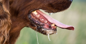 Rabies affected dog
