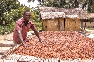 Cocoa farmer